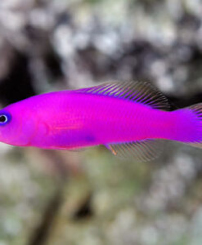 Purple Dottyback *pick up only*