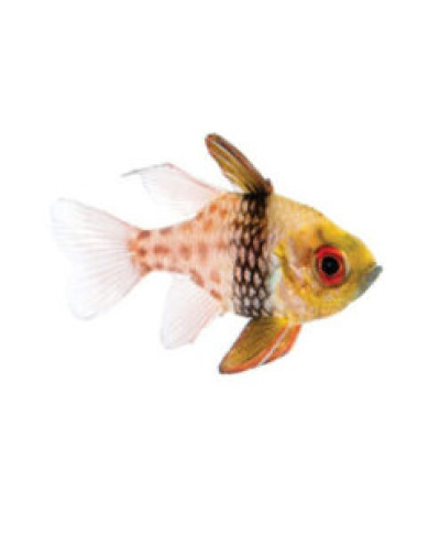 Captive Bred Pajama Cardinal