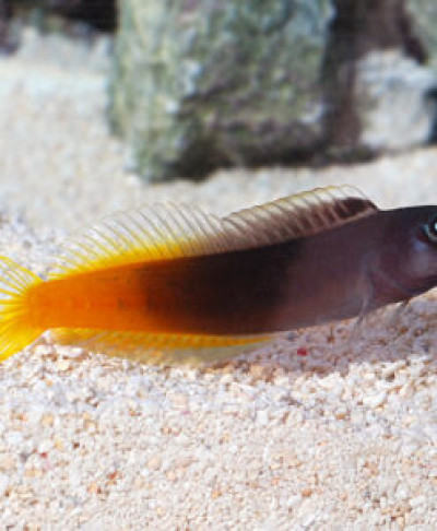 Bicolor Blenny