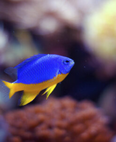 Azure Damselfish * Quarantined 4 weeks*