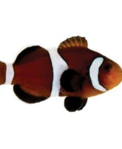 Mocha Ocellaris Clownfish