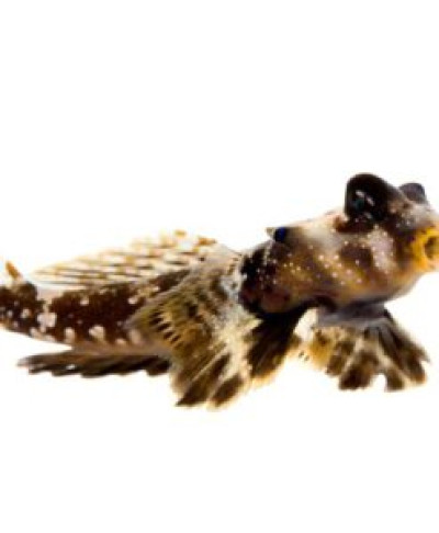 Scooter Blenny