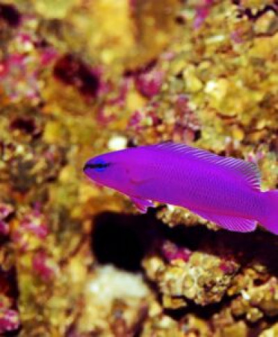Orchid Dottyback