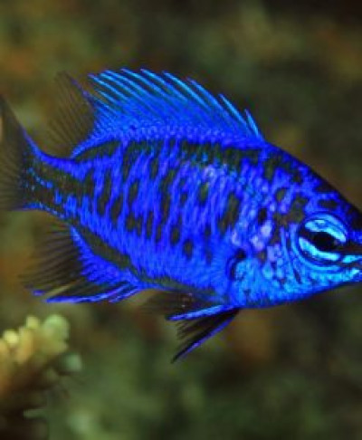 Springeri Damsel Fish *Pick up only*