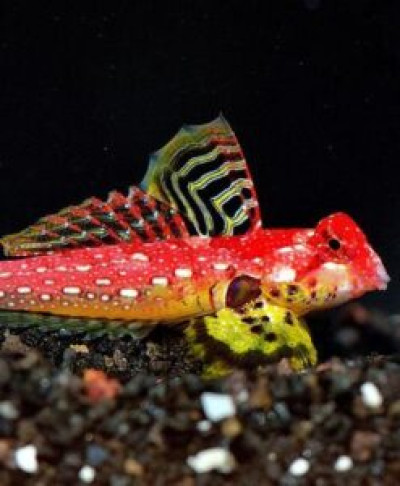Ruby Red Scooter Blenny