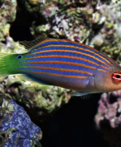 Six Line Wrasse