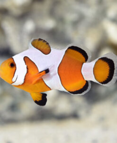 Extreme Davinci Clownfish