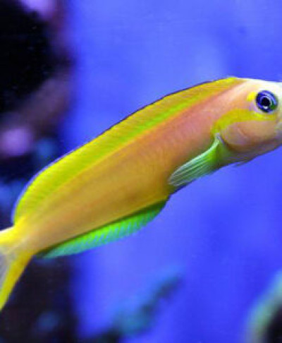 Midas Blenny *pick up only*