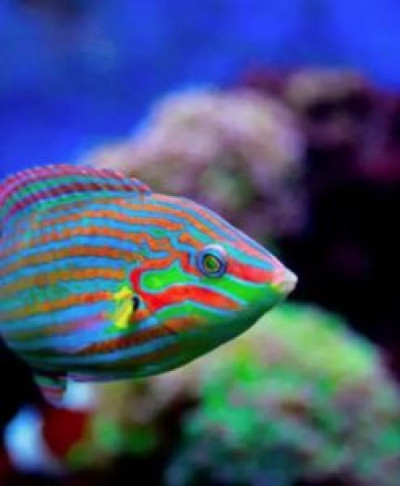 Melanurus Wrasse