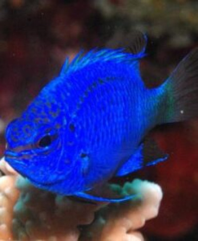 Blue Damsel