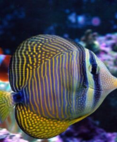 Desjardinii Sailfin Tang SMALL