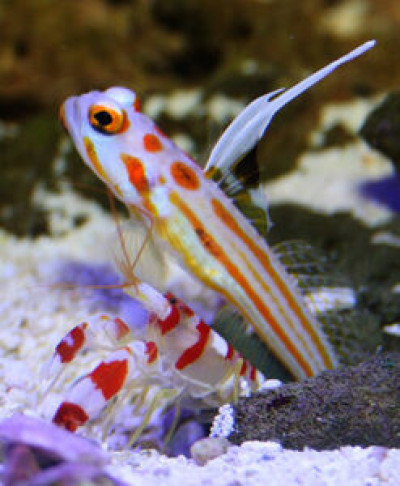 Yasha goby pistol pair *arrival friday* pick up only