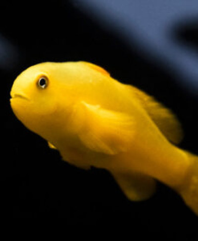 Yellow Clown Goby