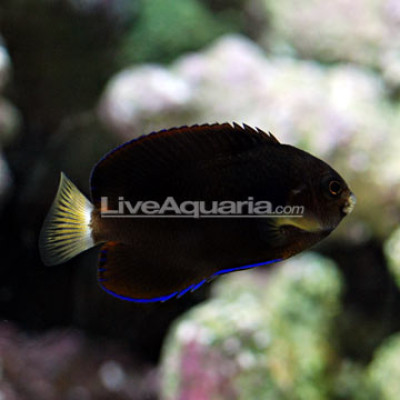 Pygmy Yellowtail Angelfish