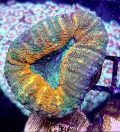 Orange Lobophyllia Coral