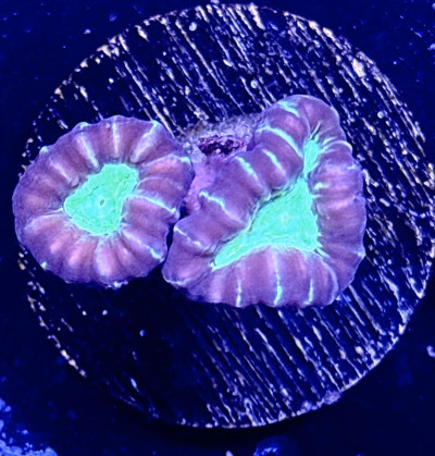 Purple Candy Cane