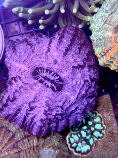 Purple Cynarina (Meat Coral)