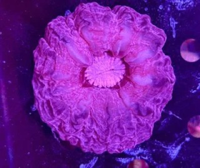 Purple Cynarina Coral