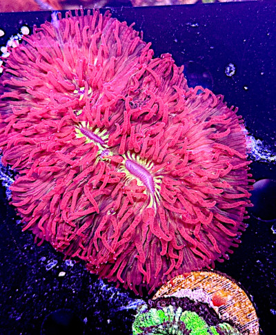 Flametip Diaseris Plate Coral