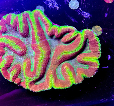 Multicolored Lobophyllia Coral