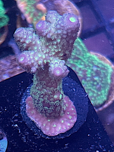 ORA Juicy Grape Acropora