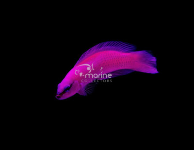 Orchid Dottyback