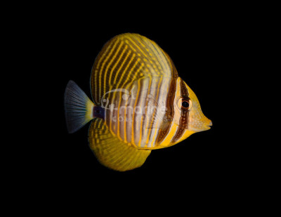 Desjardini Sailfin Tang