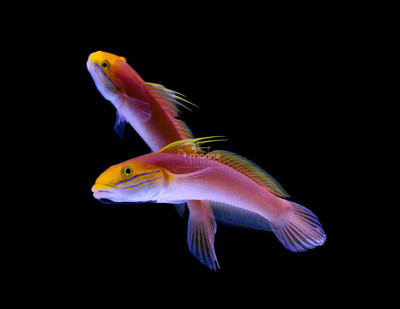 Bella Goby
