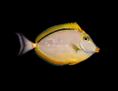 Blonde Naso Tang