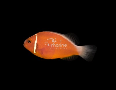 Pink Skunk Clownfish (WILD)