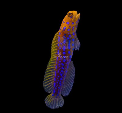 Blue Spotted Jawfish