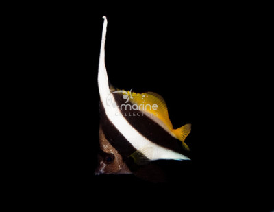 Heniochus Butterflyfish