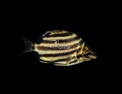 Australian Stripey