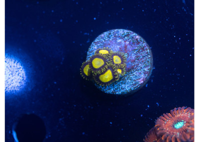 Scrambled Eggs Zoanthids K02