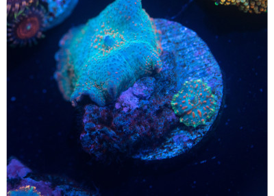 Chicken Pox Mushroom M03