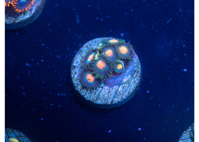 Gorilla Nipples Zoanthids J05