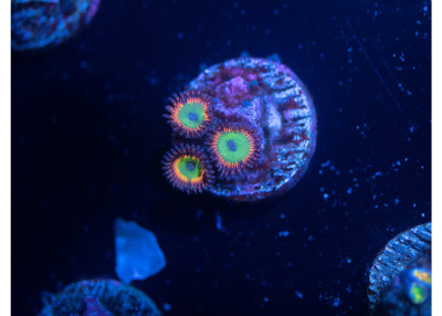Bowser Zoanthid E02