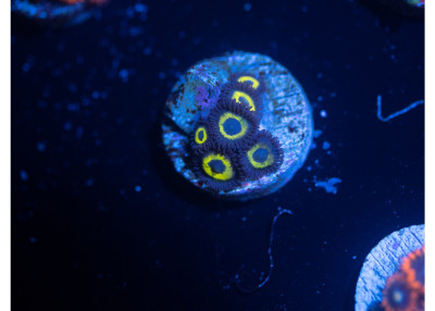 WWC Yellow Submarine Zoanthids B04