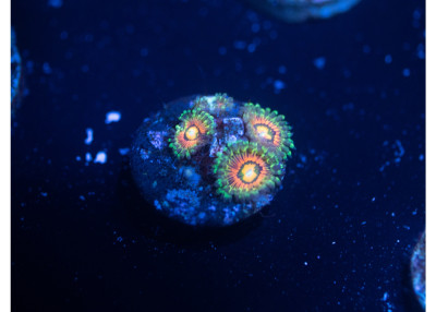 Rainbow Incinerator Zoanthids B09