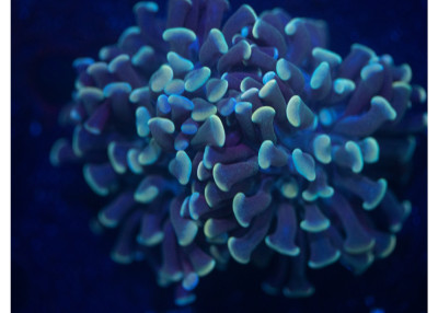 Icy Hot Cristata Torch HB1