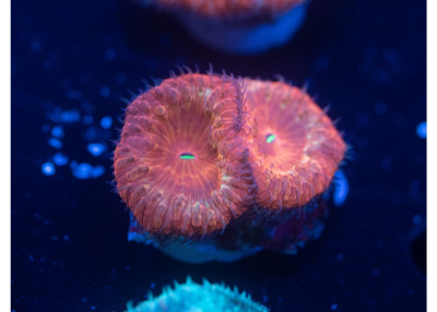 Gold Rim Blastomussa W10