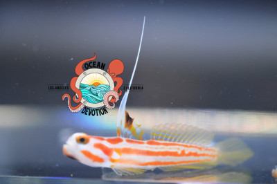 Yasha Goby