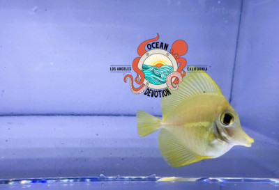 Captive Bred Yellow Tang