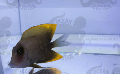 Small Tomini Tang