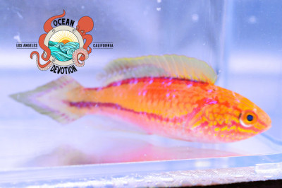 Pintail Fairy Wrasse