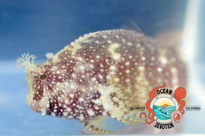 Starry Blenny
