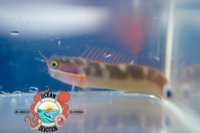 Tailspot Blenny