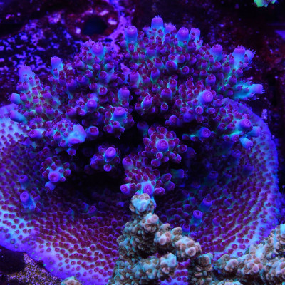 PTR Northern Lights Granulosa