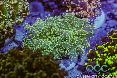 Mellow Yellow Frogspawn – (WYSIWYG)
