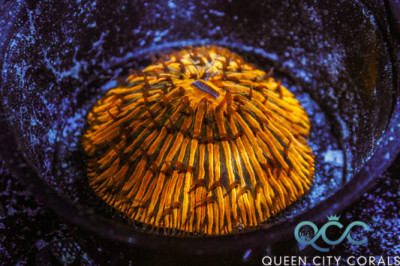 Toxic Orange Fungia Plate Coral – (WYSIWYG)